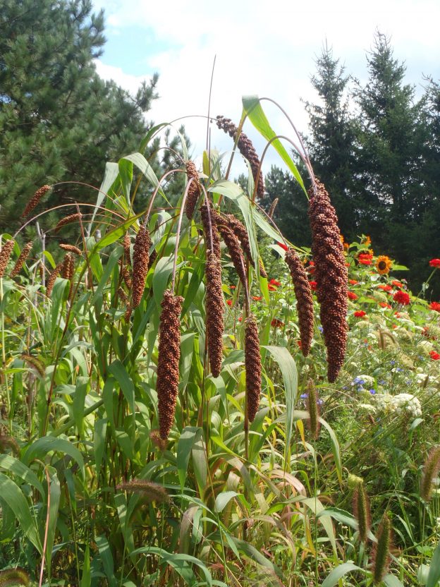 Seed - Foxtail millet - Catherine's Ornamental Vegetable Garden