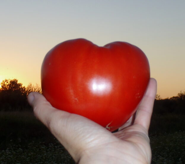 Semence - Tomate 'Sunset Red Horizon' - Le potager ornemental de Catherine