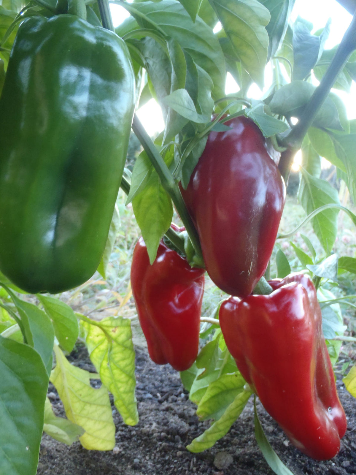 Sachet de semence - Piment Napoleon Sweet – Le Potager ornemental de Catherine