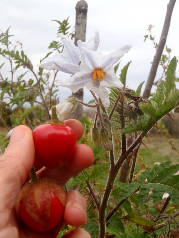 Semence - Morelle de Balbis - Le potager ornemental de Catherine