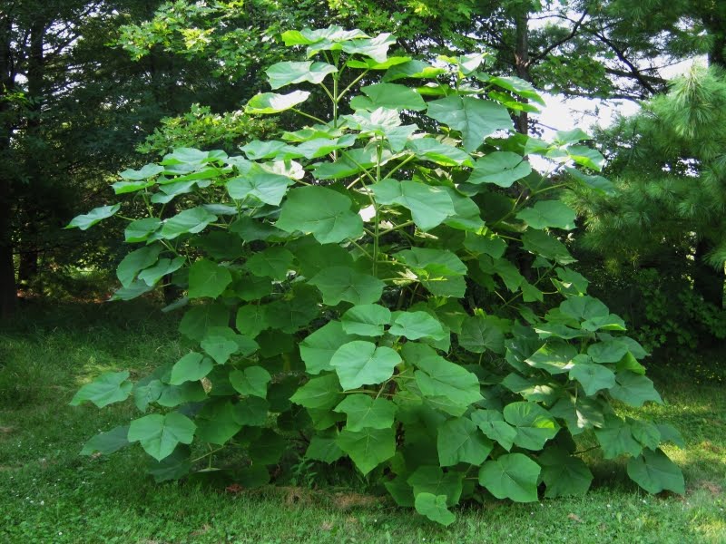 Paulownia tomentosa - Arbre princesse