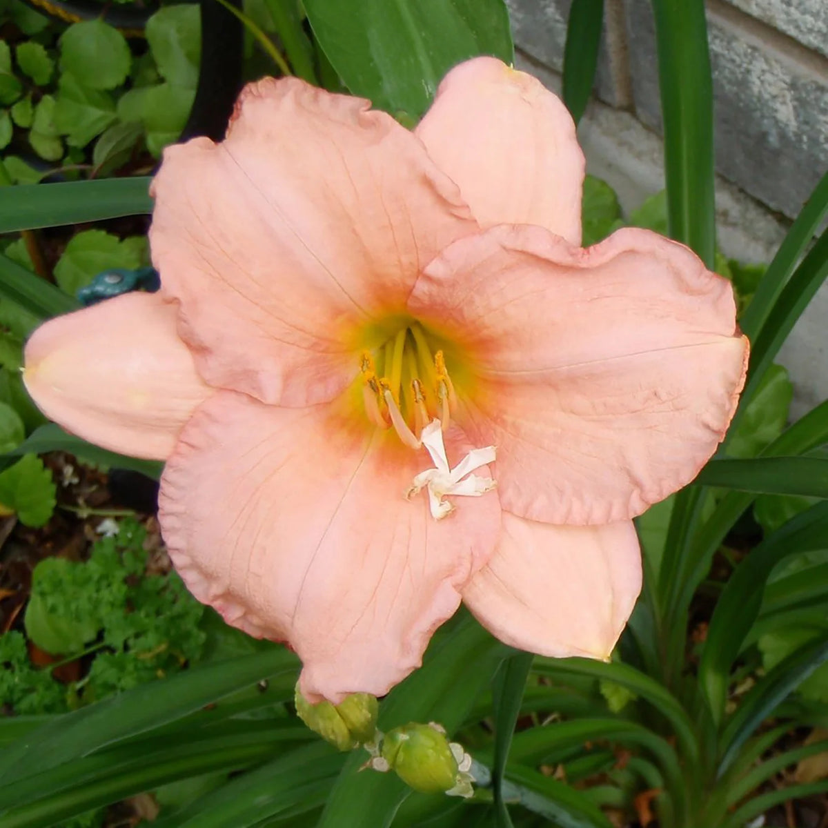 Hemerocallis 'On and On'