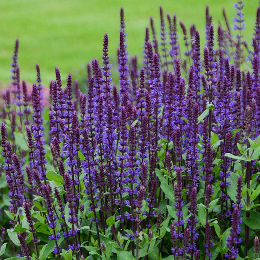 Salvia 'Noble Knight'