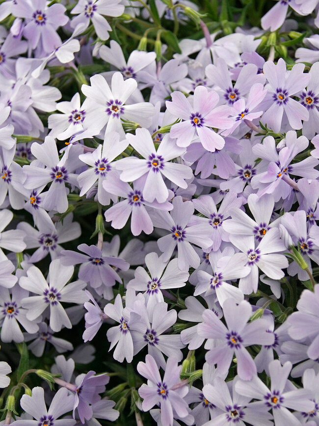 Phlox Spring® 'Lavender' (sub.)