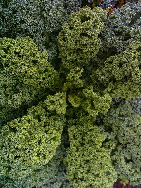 Seed - Kale Drwaf Blue Curled - Catherine's Ornamental Kitchen Garden
