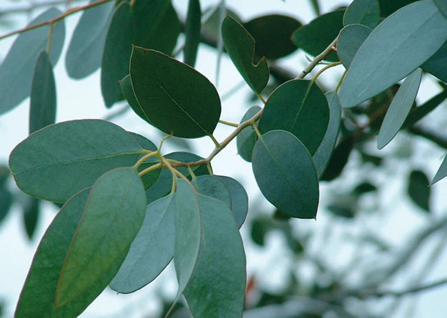 Eucalyptus globulus