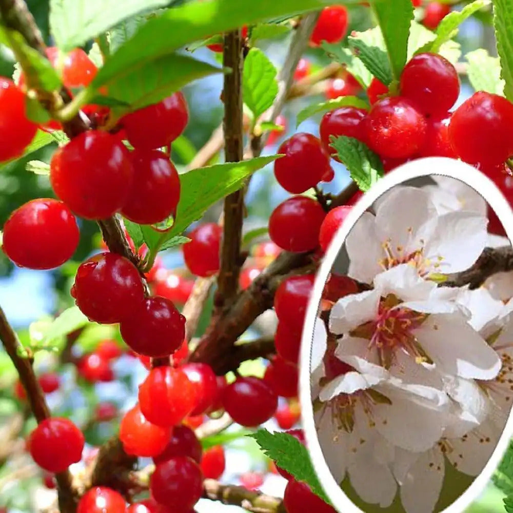Prunus Tomentosa - Ragouminier