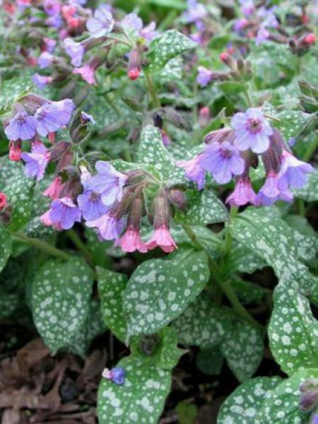 Pulmonaria saccharata 'Mrs Moon' - Pulmonaire