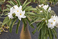 Pachypodium lamerei Madagascar Palm