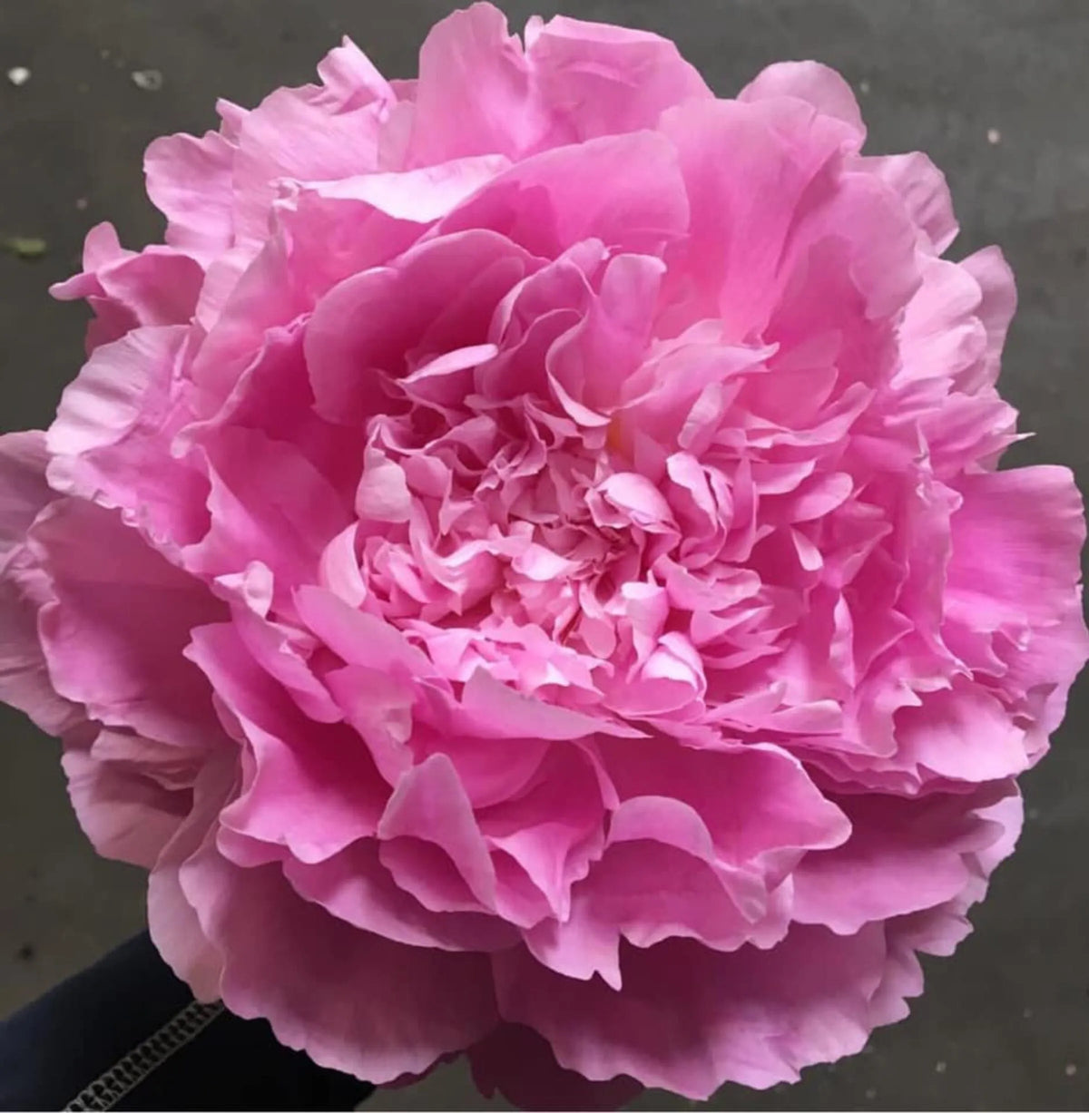 Paeonia 'Dr. Alexander Fleming'