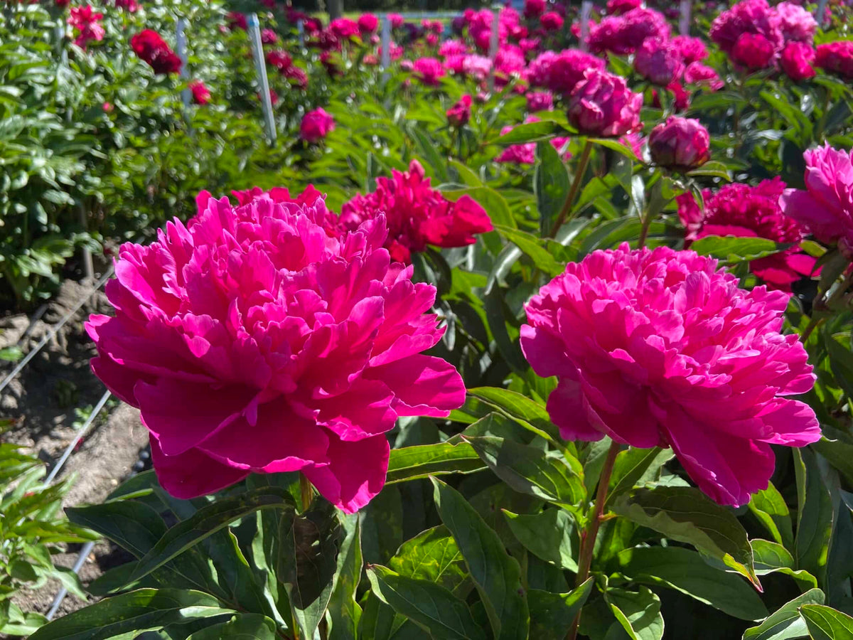 Paeonia ' Inspecteur Lavergne' - Pivoine