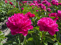 Paeonia ' Inspecteur Lavergne' - Pivoine