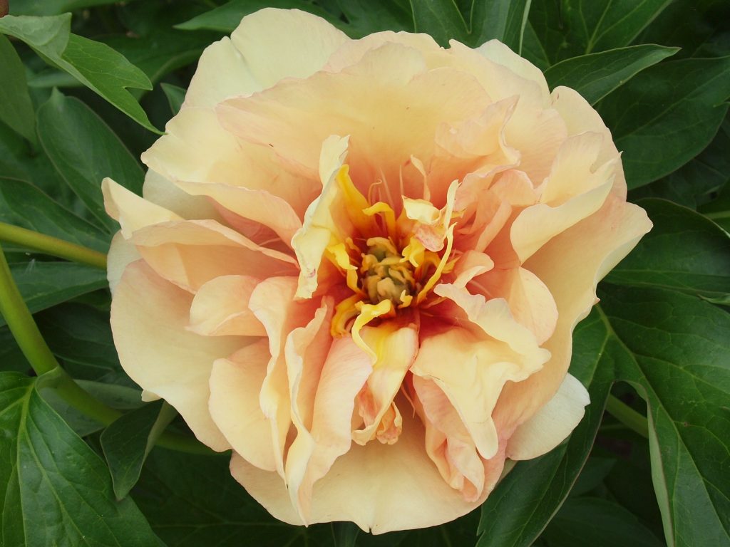 Paeonia itoh 'Canary Brillants' - Pivoine