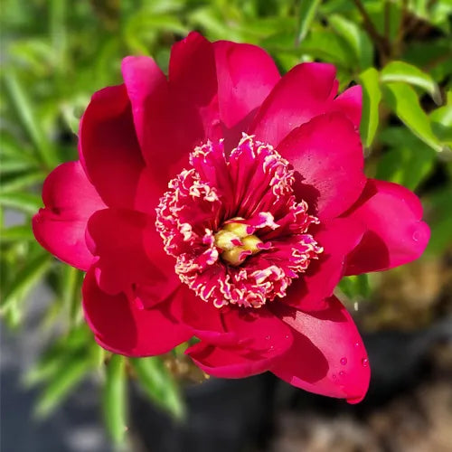 Paeonia 'Barrington Belle' - Pivoine