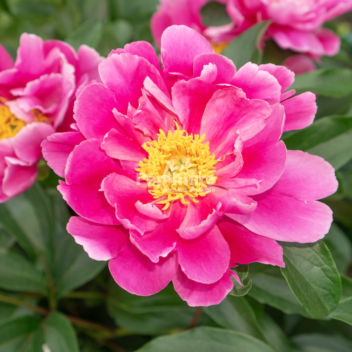 Paeonia 'Patio Athens' - Pivoine