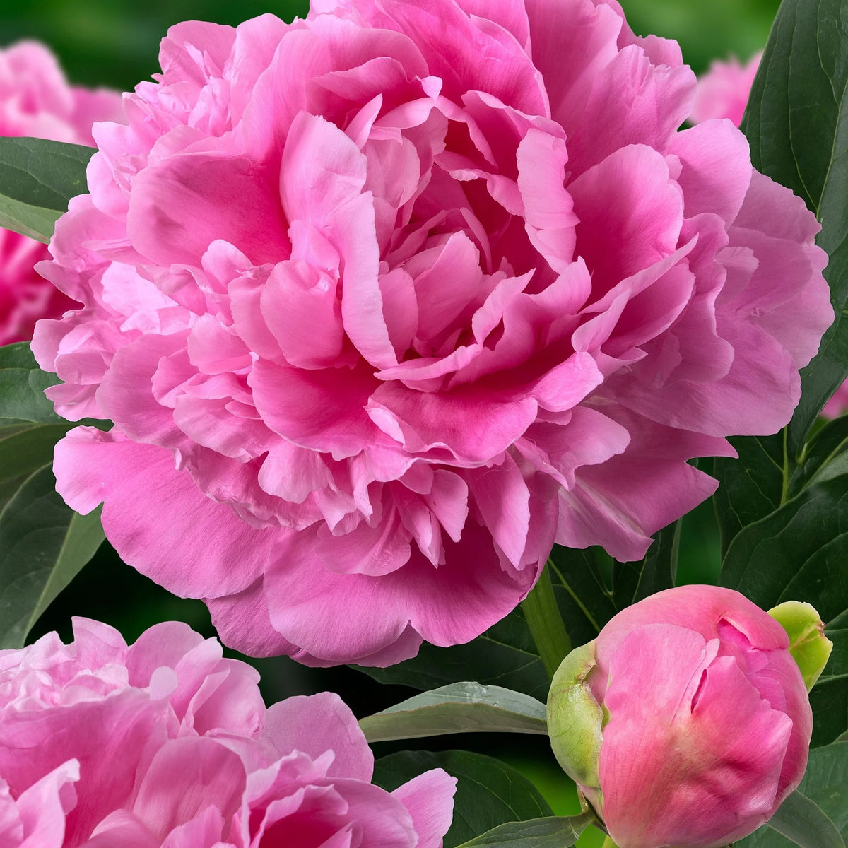 Paeonia lactiflora 'Jacorma'  (Double Rose)
