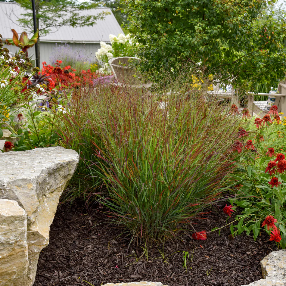 Panicum virgatum 'Prairie  Fire'