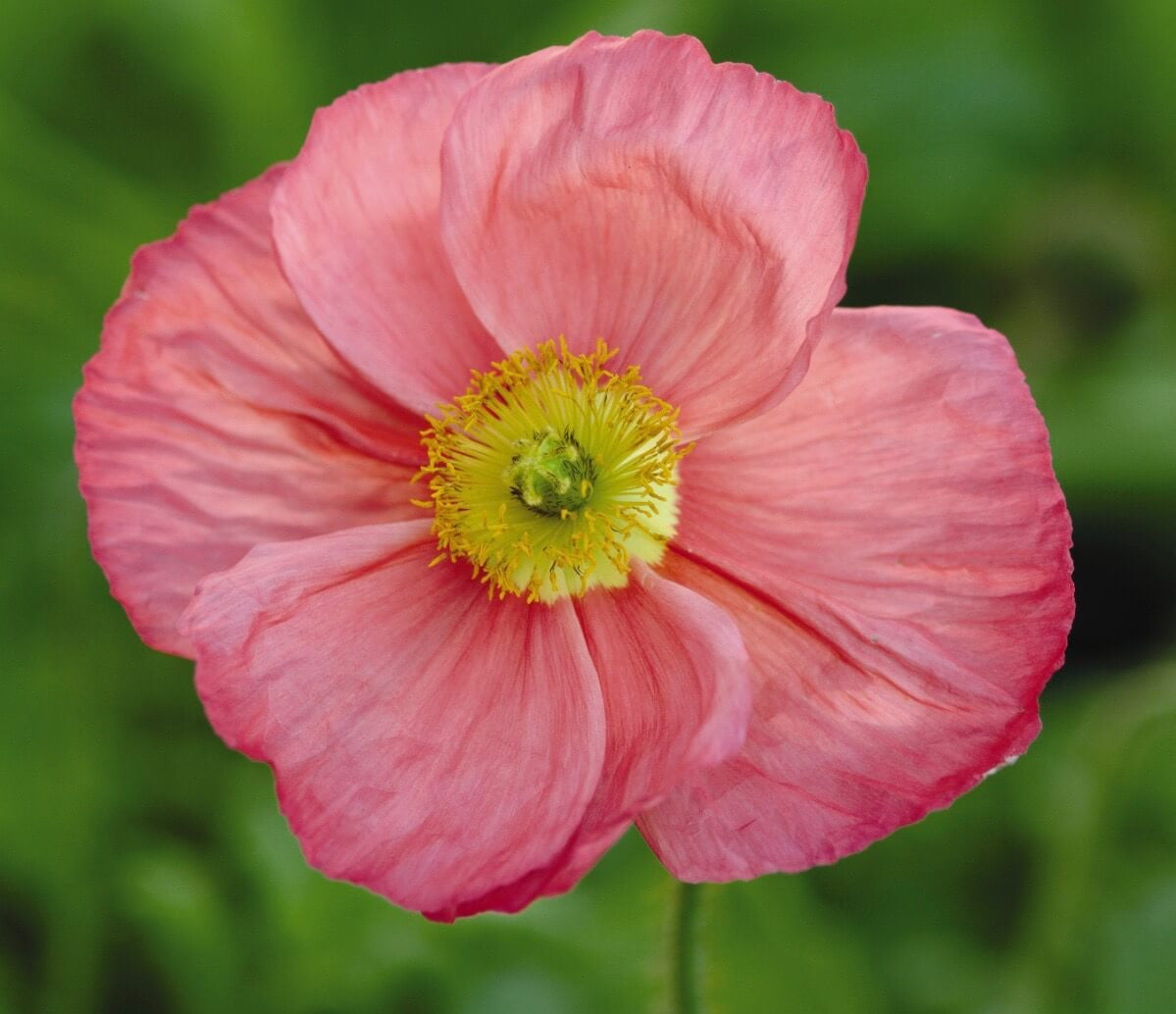 Papaver nudicaule 'Champagne Bubbles Pink'