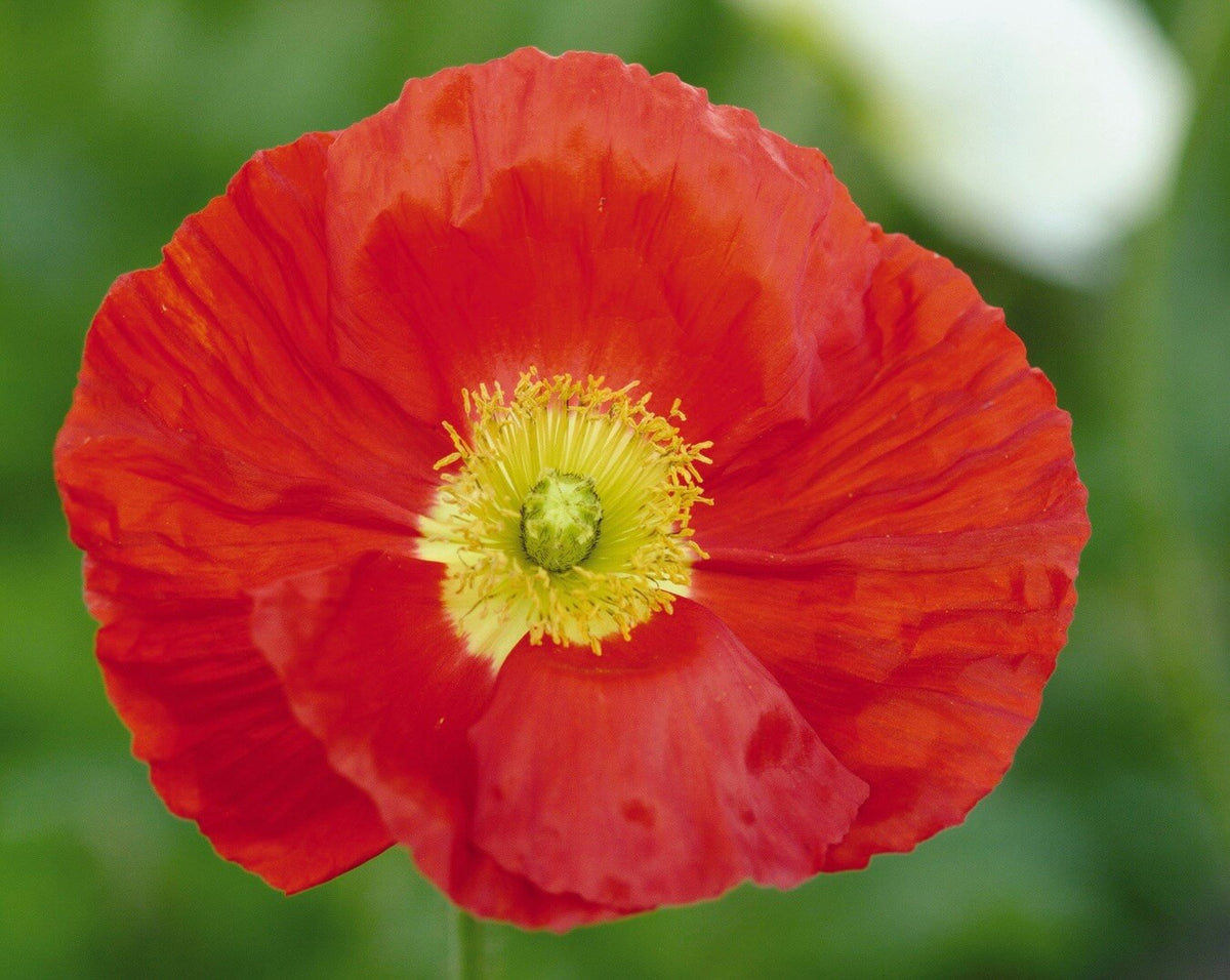 Papaver nudicaule 'Champagne Bubbles Red'