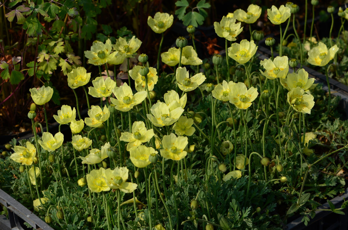 Papaver nudicaule 'Pacino'