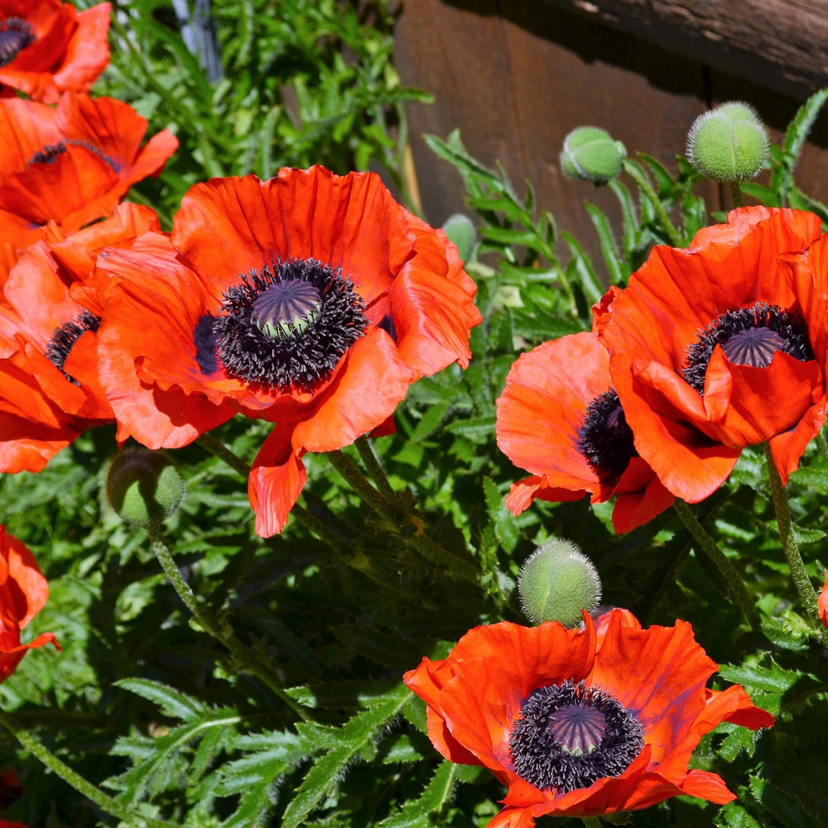 Papaver ‘Beauty of Livermere’ (orientale) – Oriental Poppy – Oriental Poppy