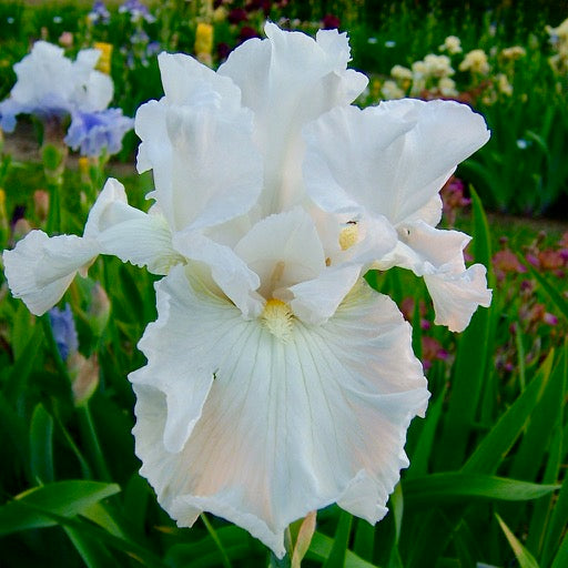 Iris barbata 'Fist snow Fall'