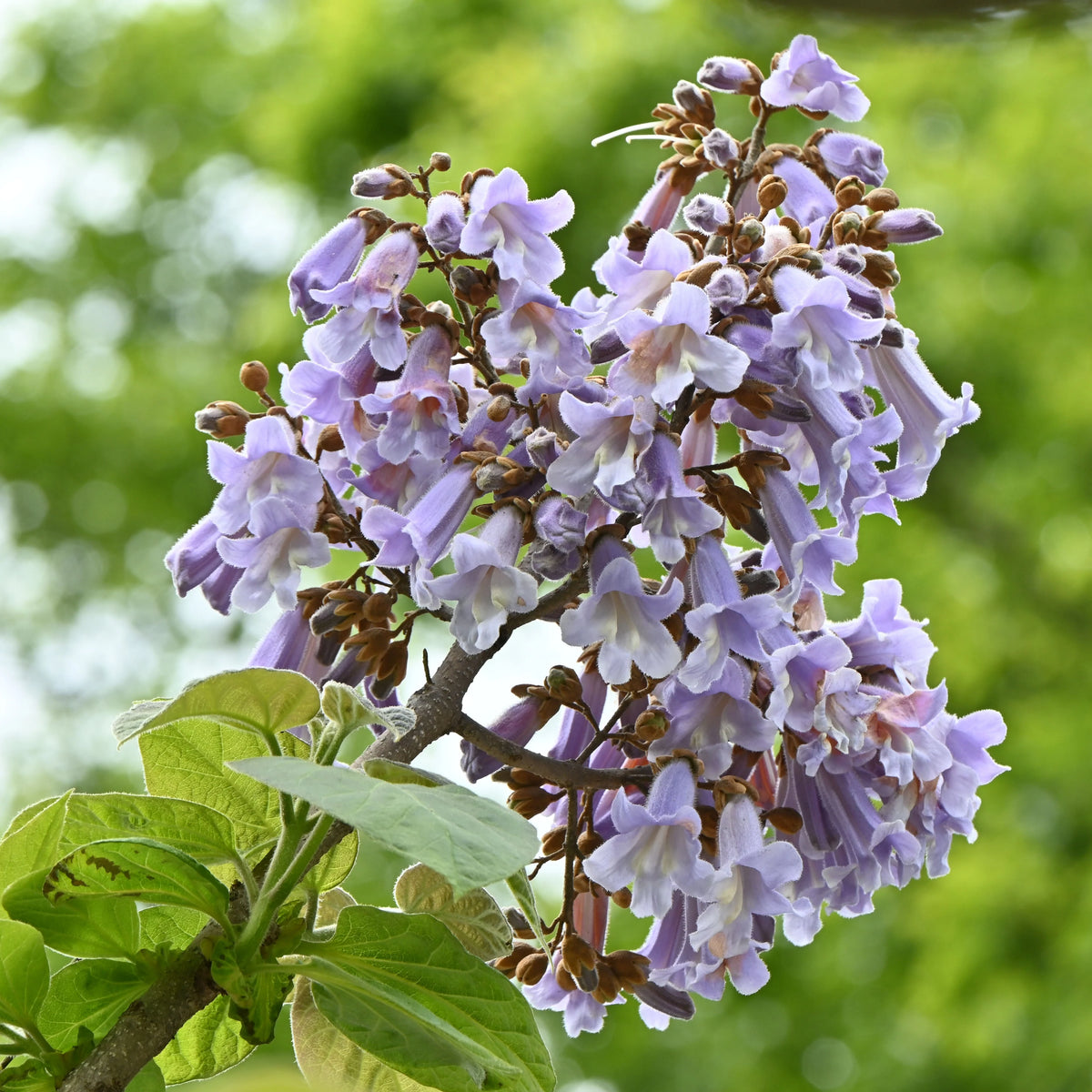Semillas De Kiri (Paulownia Tormentosa Semillas De Kiri (Paulownia Tormentosa