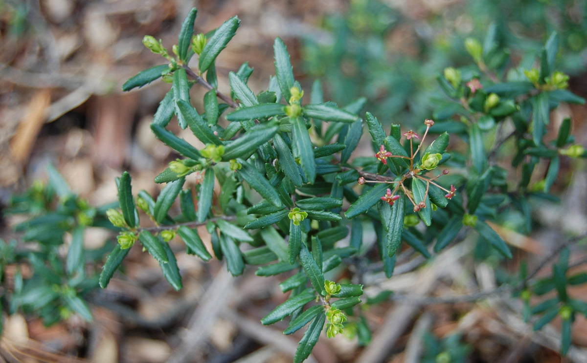 Paxistima canbyi