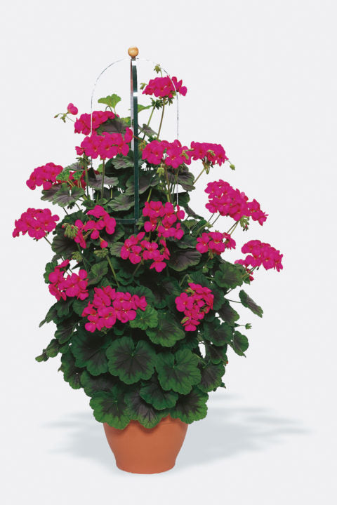 Geranium Pillar Patio Deluxe