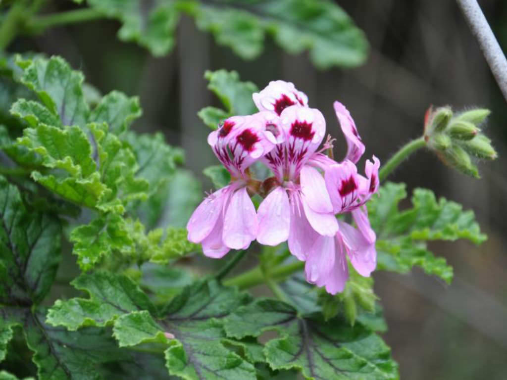 Géranium poivré