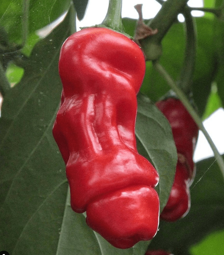 Piment penis en pot