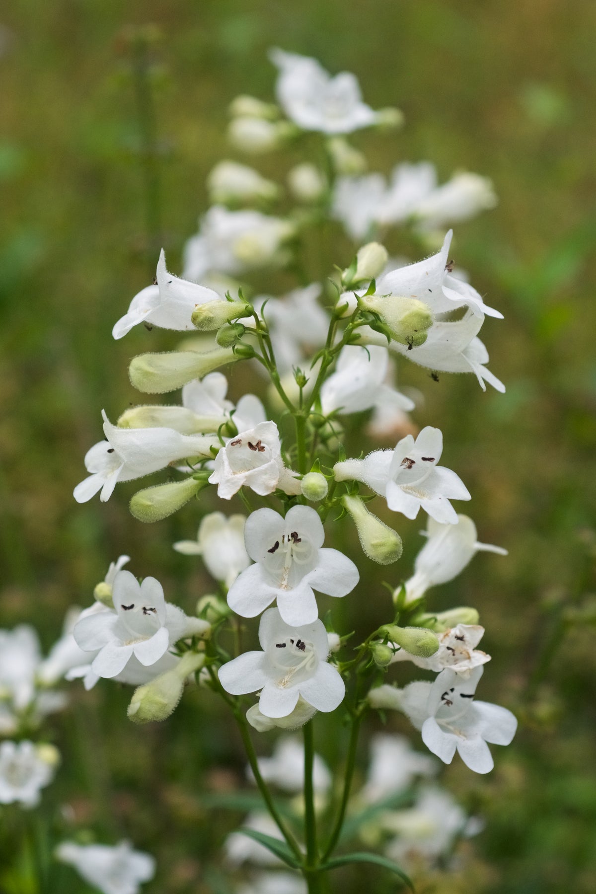 Penstemon digitalis