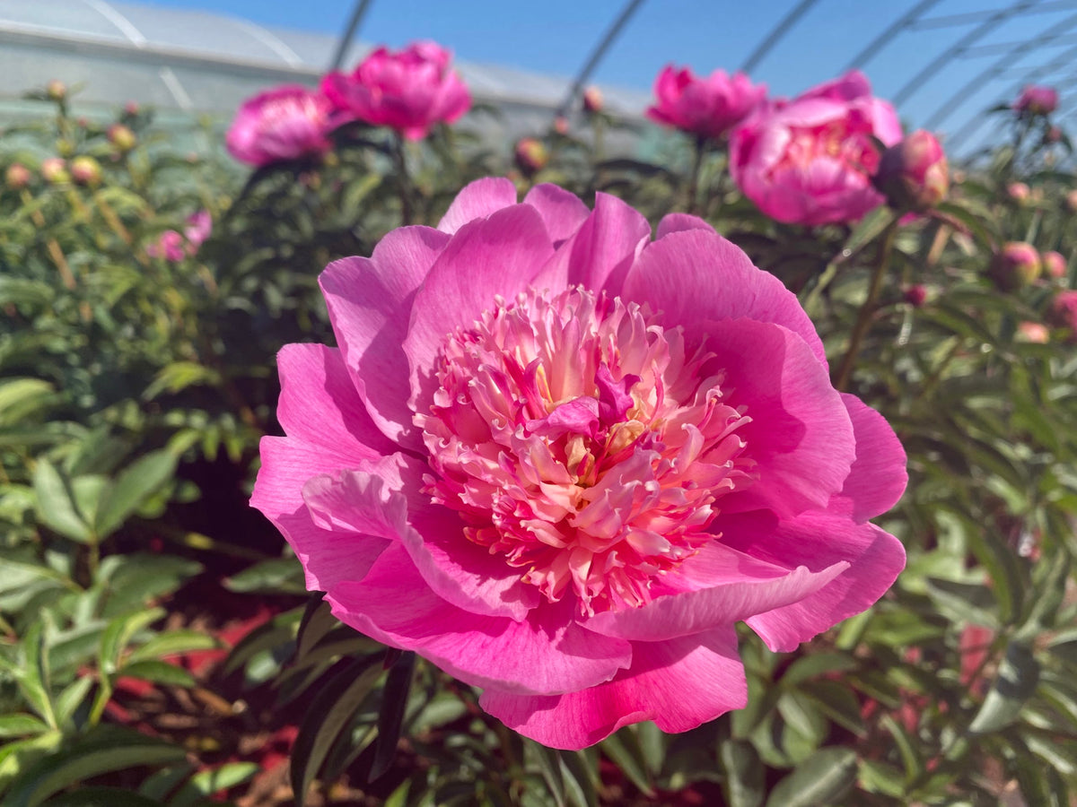 Paeonia Lactiflora Sébastien Maas - Peony
