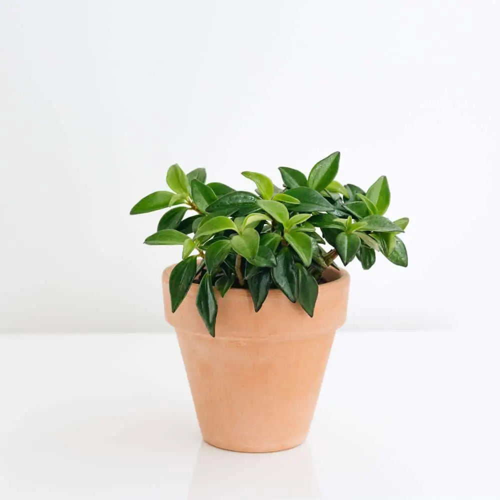 Peperomia Amigo