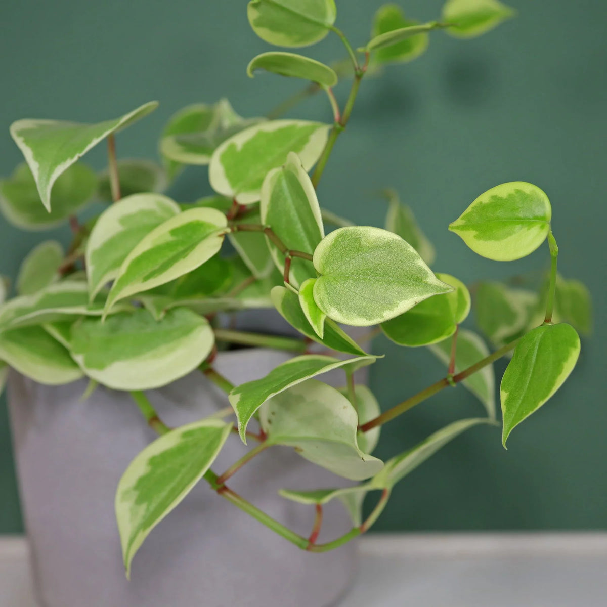 Peperomia serpens Variegata