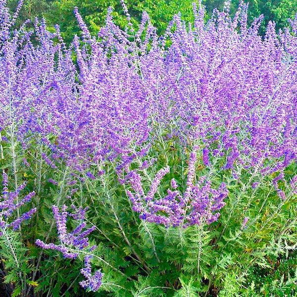 Perovskia atriplicifolia 'Crazy Blue' - Sauge russe