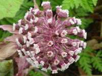 Petasites officinalis