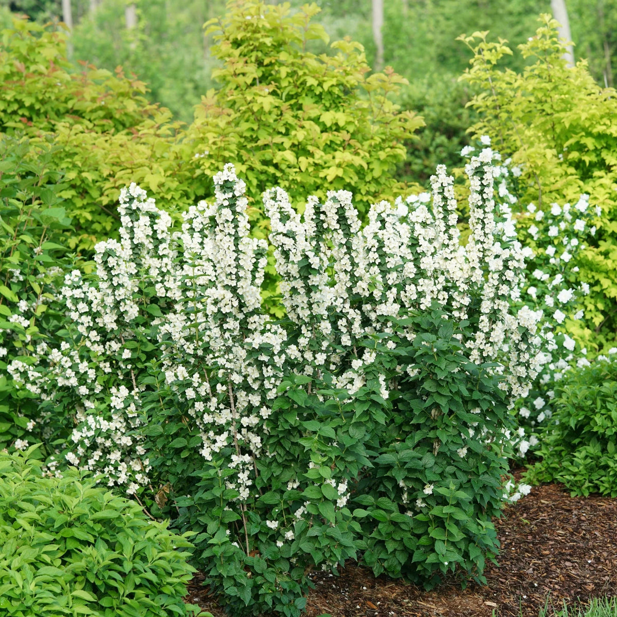 Philadelphus Illuminati Tower