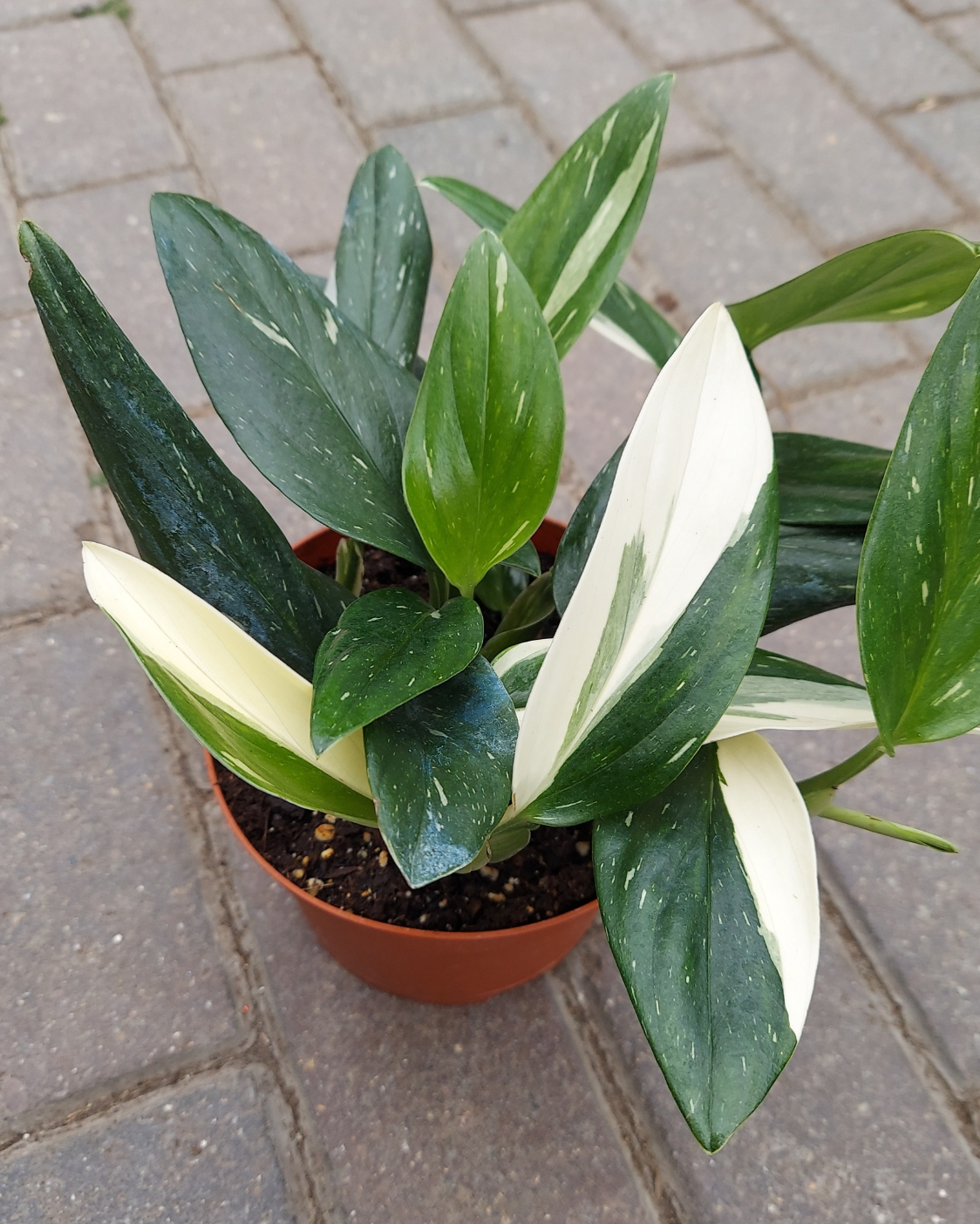 Monstera Standleyana 'Cobra'