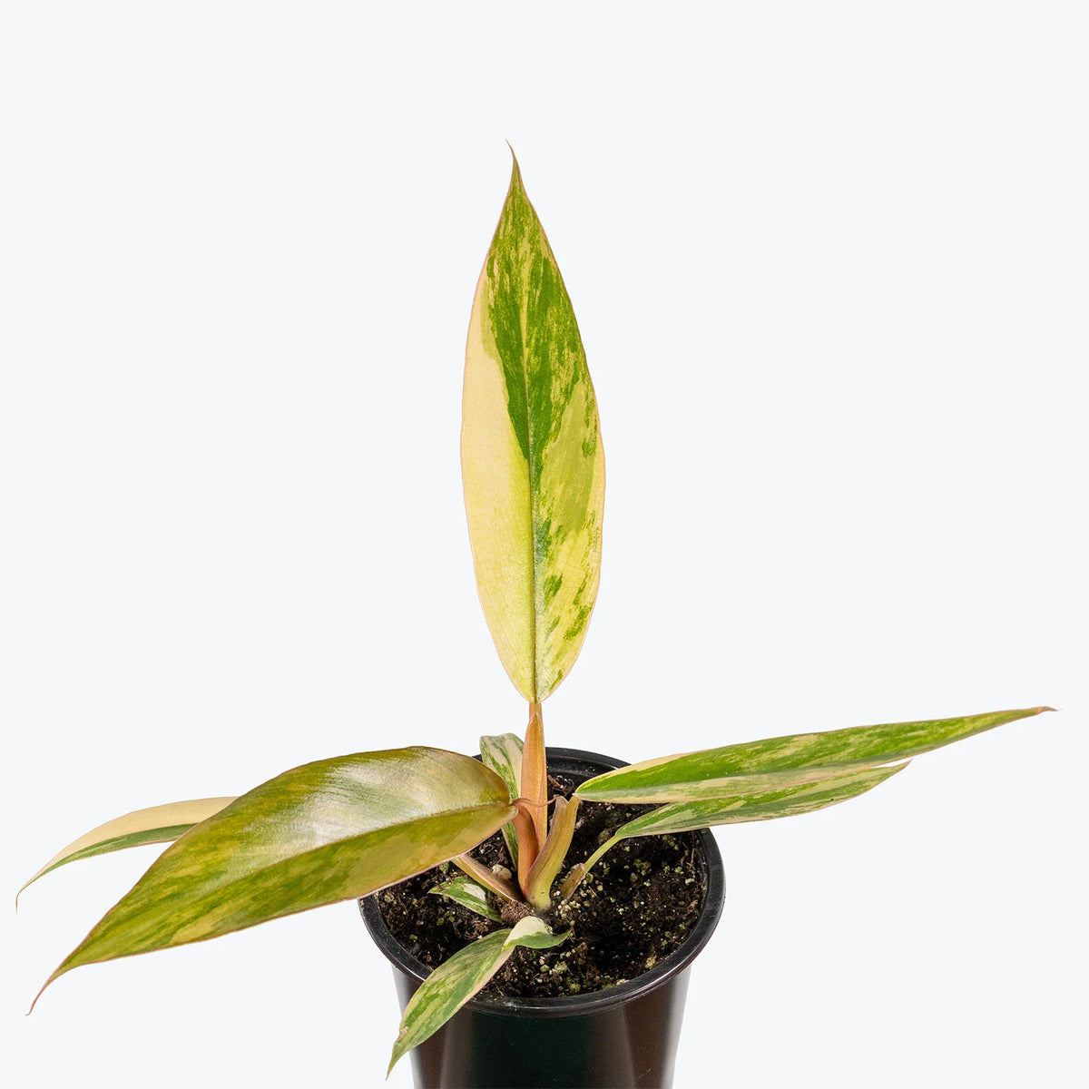 Philodendron Caramel Marble