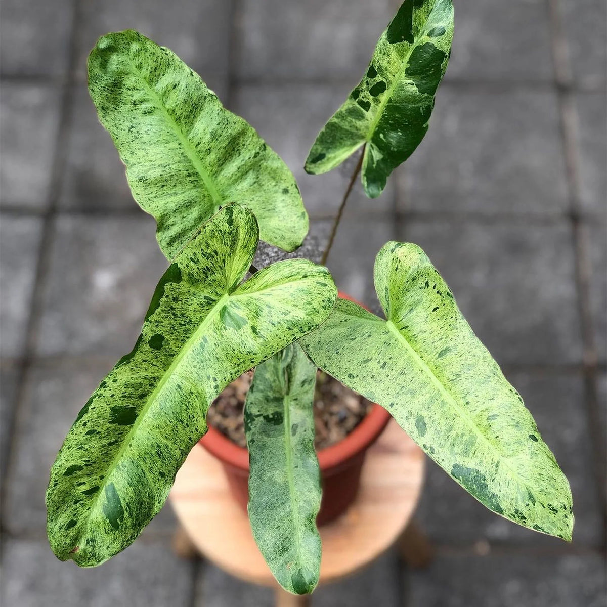 Philodendron Paradiso Verde