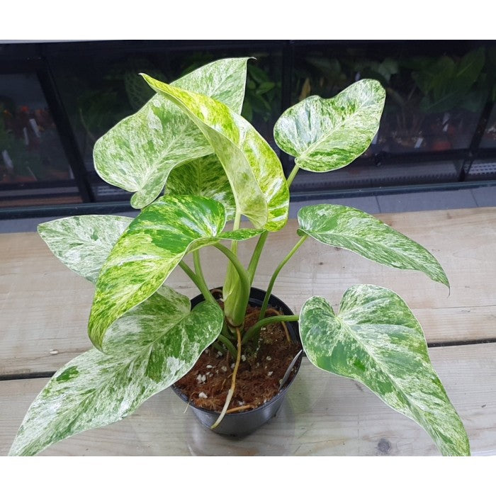 Philodendron Blizzard