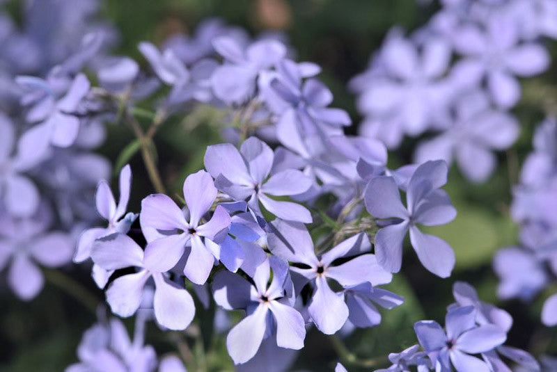 Phlox Woodlander™ 'Periwinkle'