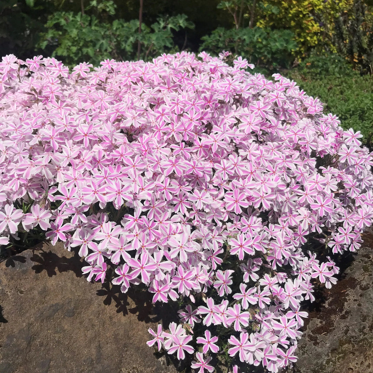 Phlox subulata. 'Candy Stripe'