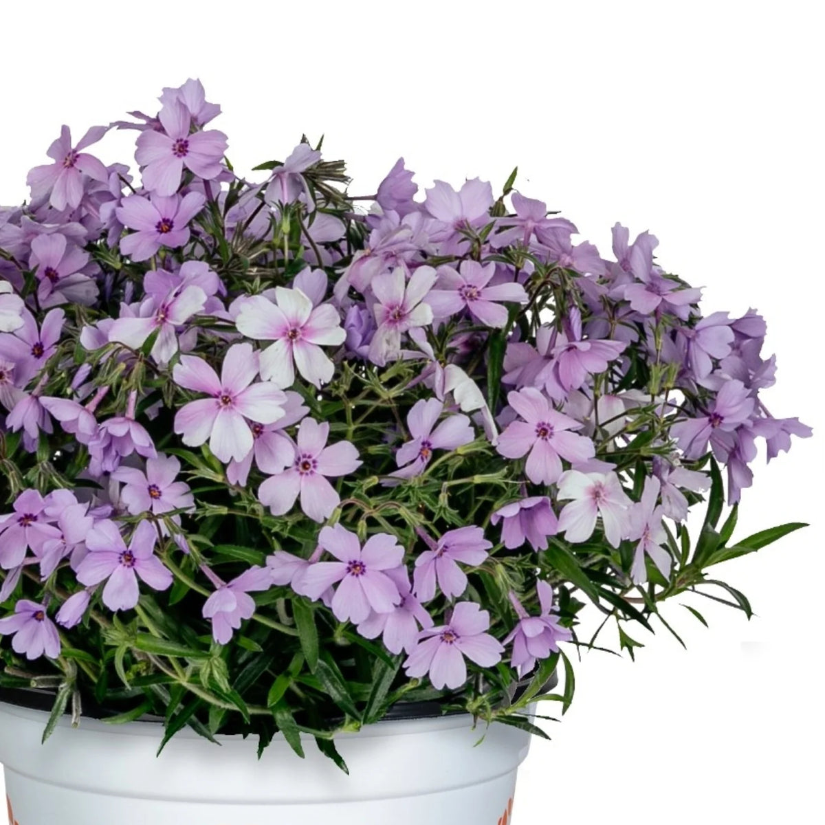 Phlox Woodlander™ 'Purple'