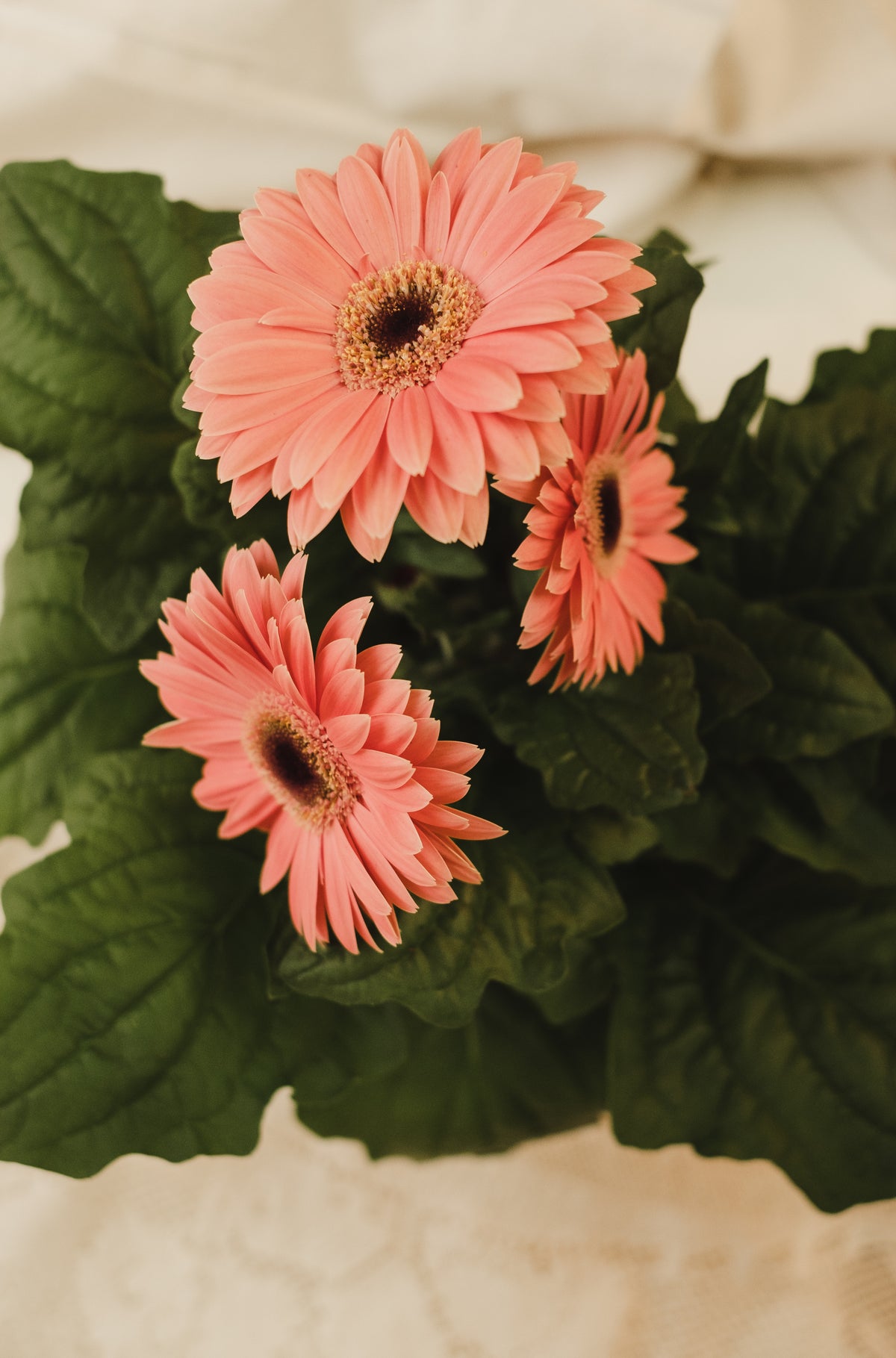 Gerbera - couleurs assorties