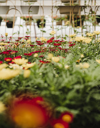 Pot assortis 1 gallon - annuelles, graminées