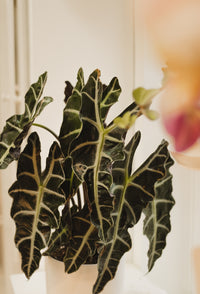 Alocasia Polly