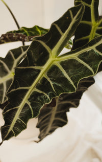 Alocasia Polly