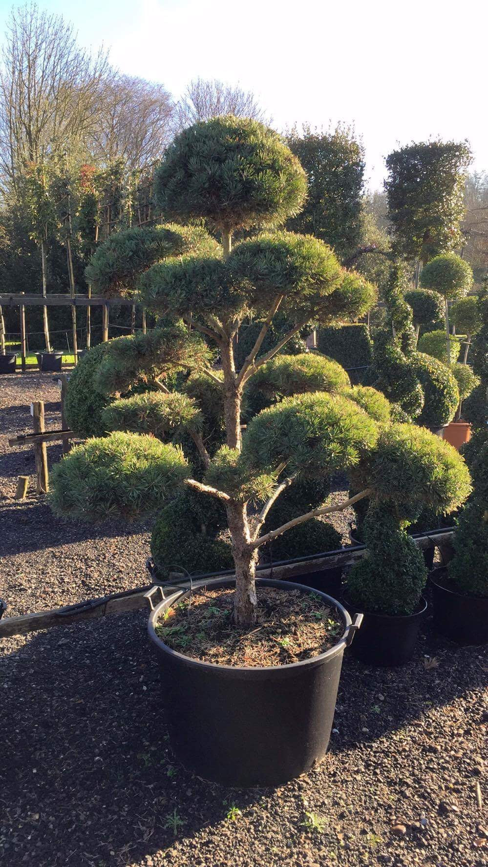 Buxus 'Green Mountain' - Pompom/ topiaire